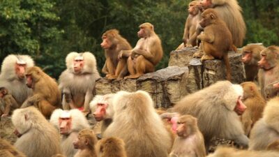 बाँदरको यो हुल जसले आफ्नो सन्तान मारेको बदलामा २५० कुकुर…