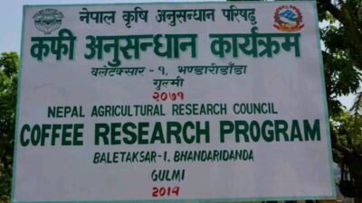 गुल्मीमा विज्ञविनाको कफी अनुसन्धान कार्यक्रम : करोडौं लगानी उपलब्धि शून्य