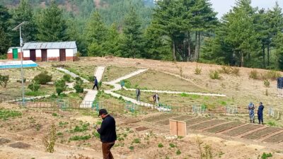 जुम्ला उत्पादन हुने अतिस औषधिको रुपमा प्रयोग गरिँदै
