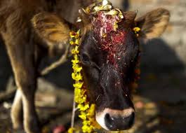 आज गाई तिहार